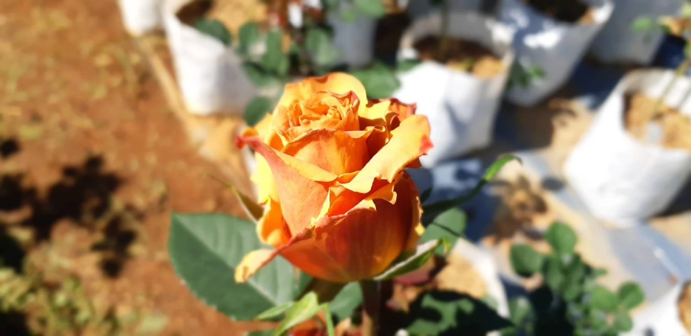 “กุหลาบถุงออนไลน์”ช่องทางทำเงินฝ่าวิกฤตโควิด