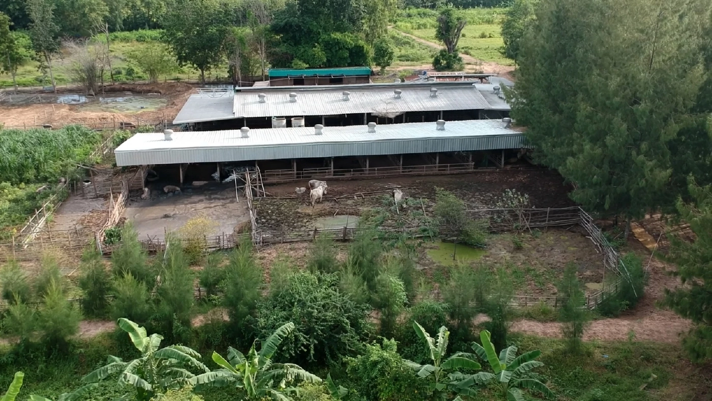 ทึ่ง! ฟาร์มหมูขุนอินทรีย์ระบบปิด รอดโรคระบาด ไม่ตายสักตัว