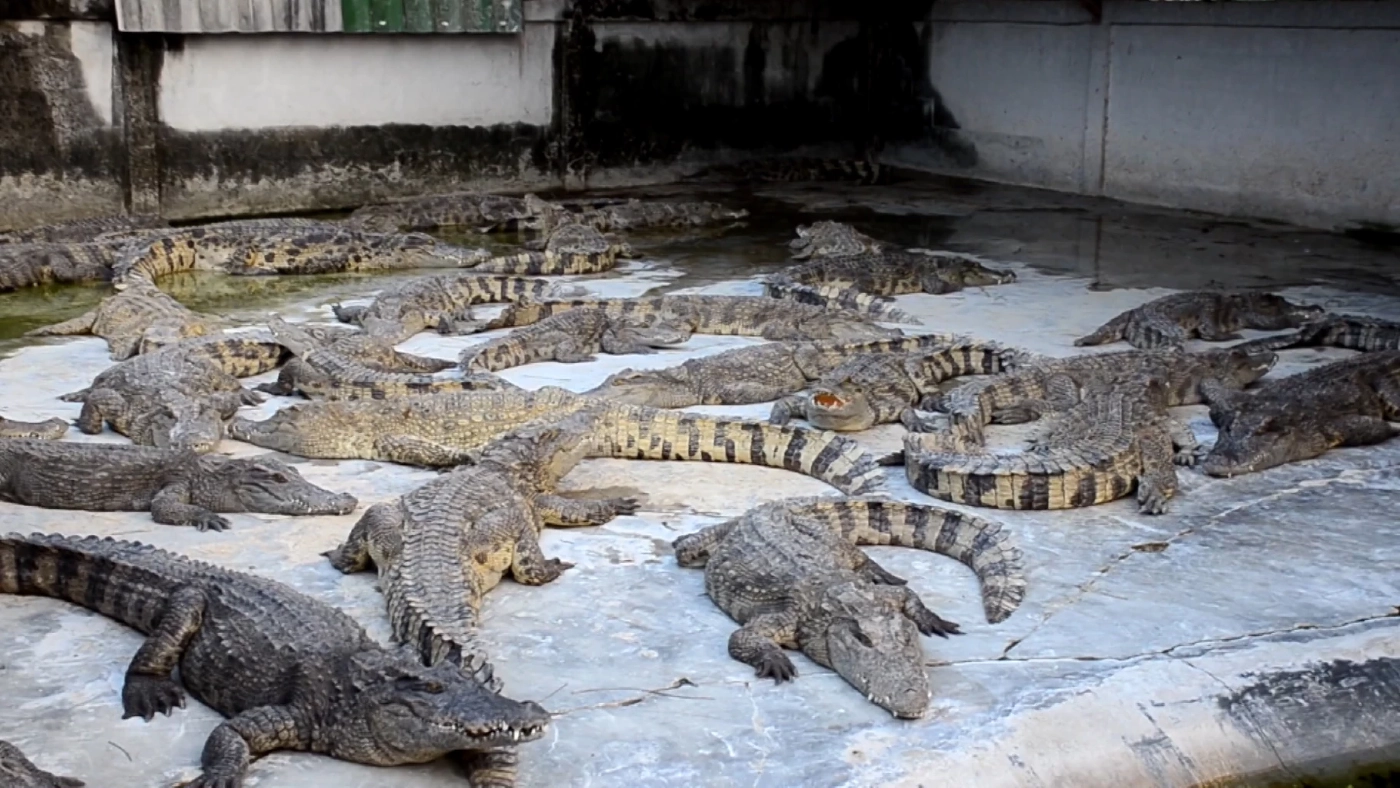 หมูแพง! ประชาชนแห่บริโภคเนื้อจระเข้