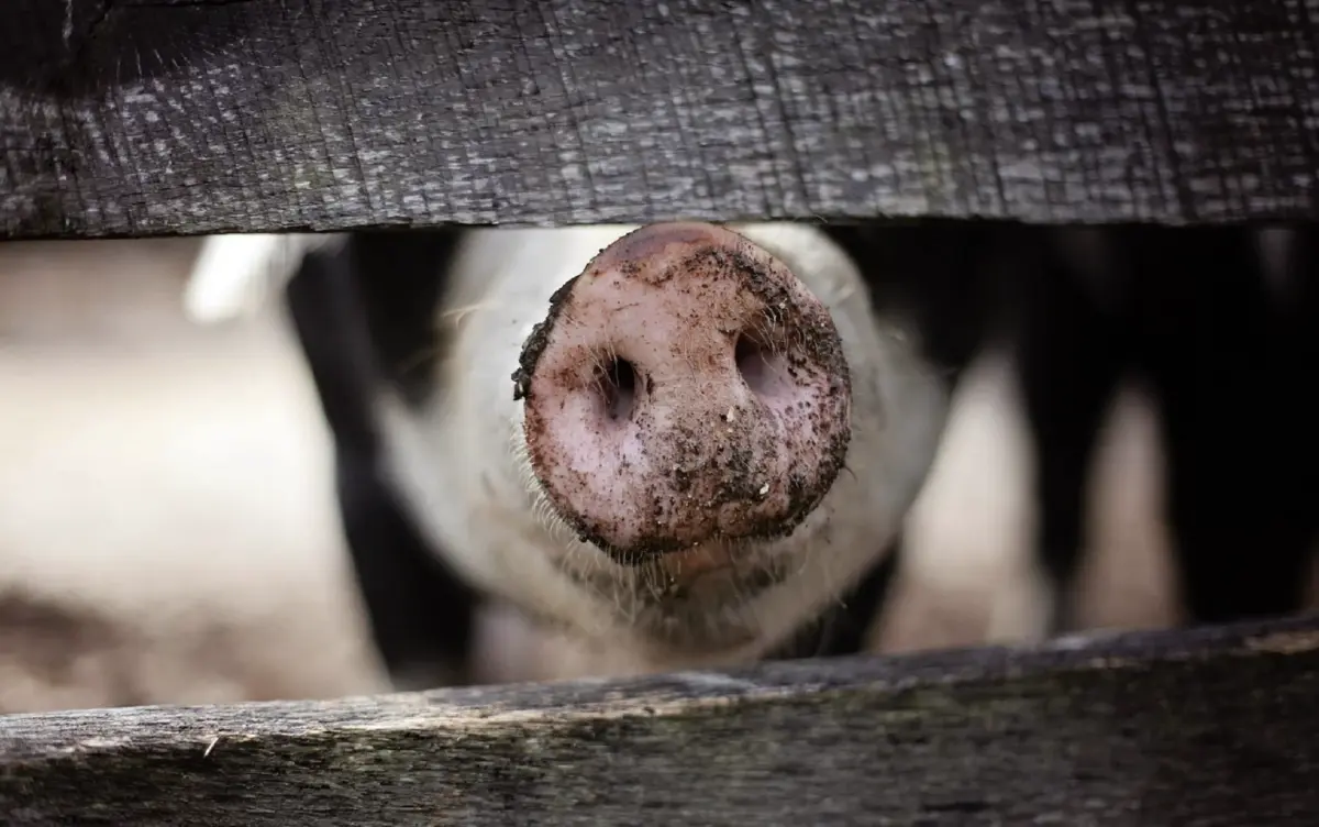 บิลลี่ โอแกน นักร้องชื่อดัง ทอดปลาโชว์ หลังราคาหมูแพง รอรุ่นต่อไปโตค่อยกิน