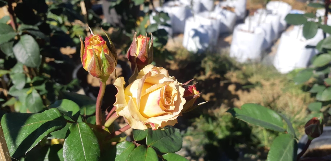 “กุหลาบถุงออนไลน์”ช่องทางทำเงินฝ่าวิกฤตโควิด