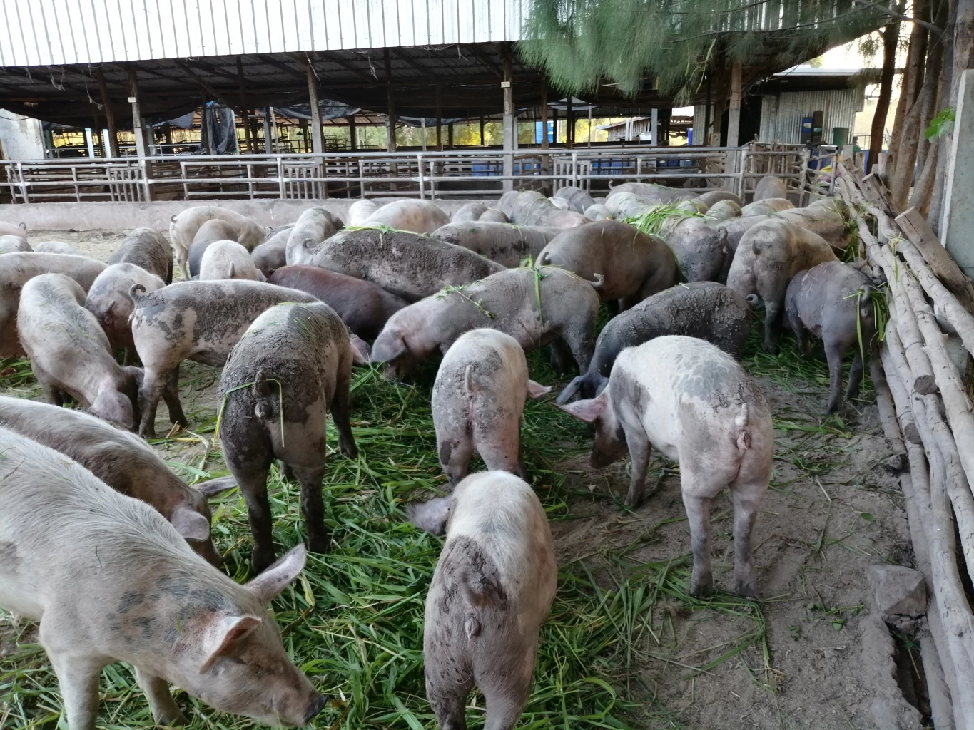 ทึ่ง! ฟาร์มหมูขุนอินทรีย์ระบบปิด รอดโรคระบาด ไม่ตายสักตัว