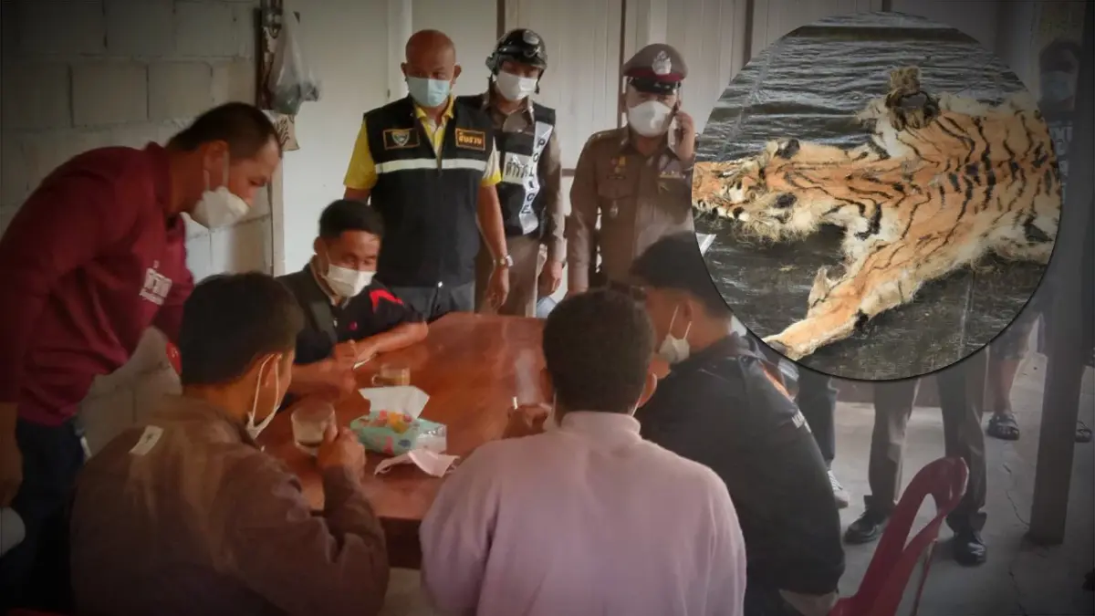 ปลัด ทส. เผย "วราวุธ" สั่งดำเนินคดีฆ่า "เสือโคร่ง" ป่าทองผาภูมิ ถึงที่สุด