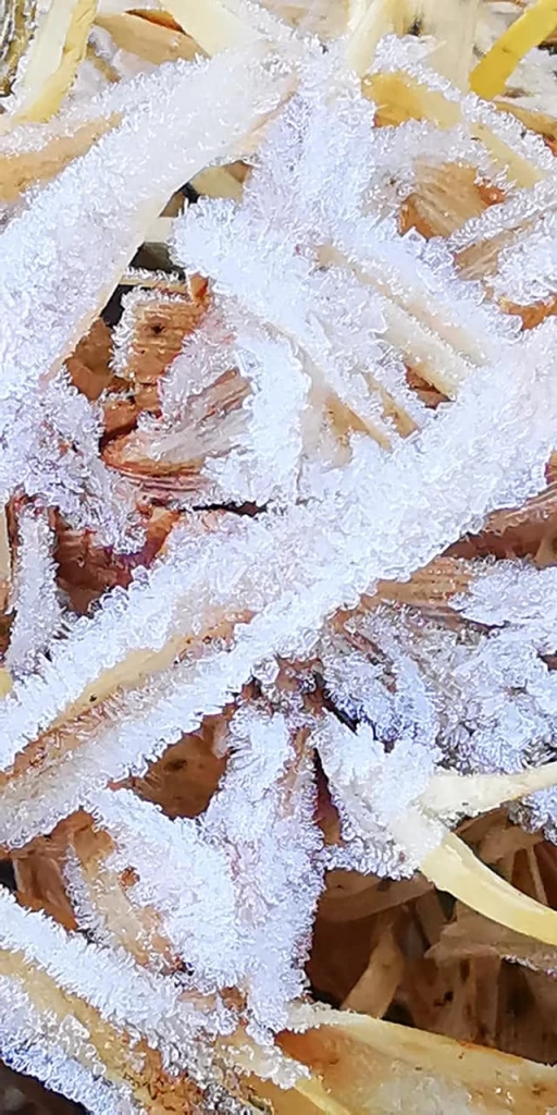 สวยงาม! ดอยอินทนนท์เกิดปรากฎการณ์ "แม่คะนิ้ง" ชุดแรกของปี 2565