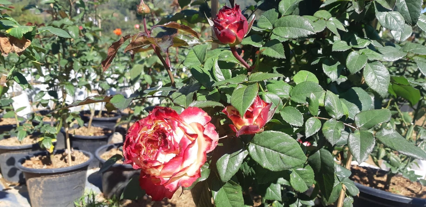 “กุหลาบถุงออนไลน์”ช่องทางทำเงินฝ่าวิกฤตโควิด