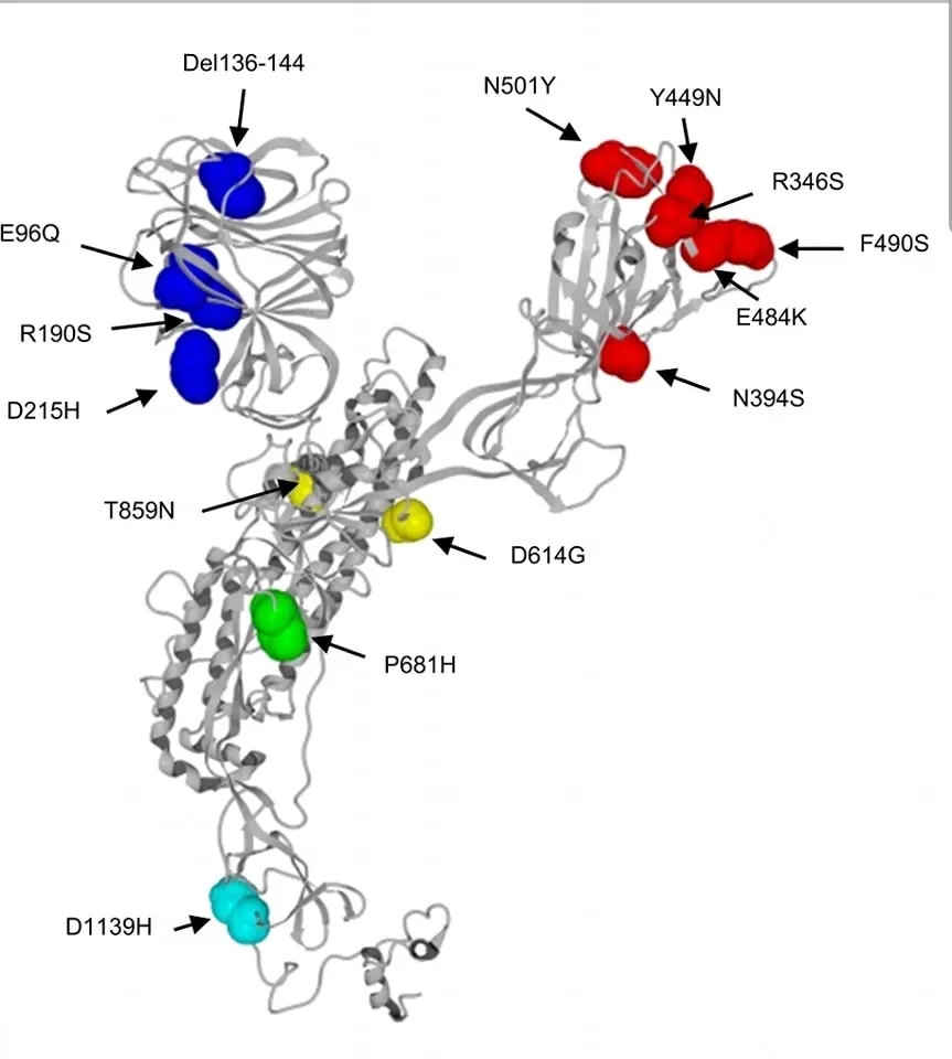 พบไวรัสโรคโควิด-19 กลายพันธุ์ตัวใหม่ ชื่อ B.1640.1