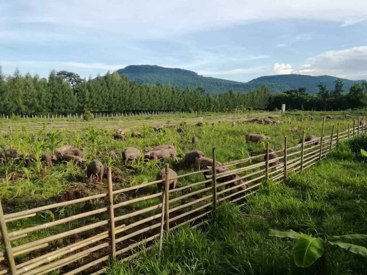 ทึ่ง! ฟาร์มหมูขุนอินทรีย์ระบบปิด รอดโรคระบาด ไม่ตายสักตัว