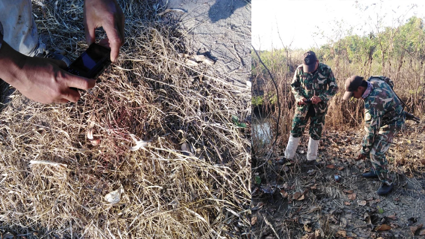 เตือนชาวบ้าน "เสือโคร่ง" ออกนอกป่า สั่ง จนท.ตรึงกำลังเตรียมจับเข้าป่า