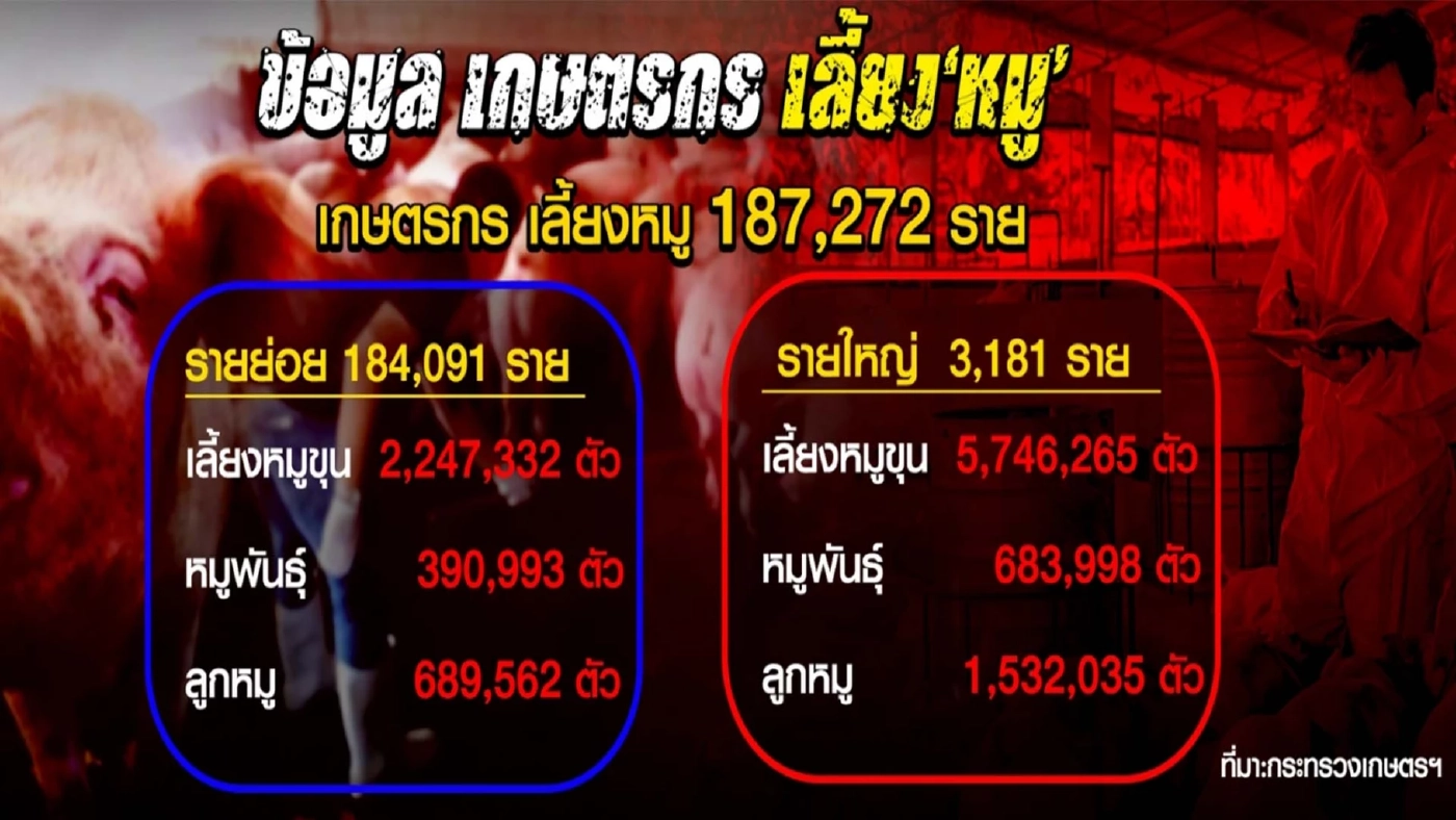 เปิดขบวนการ "โม่ง ป." หากินกับราคาหมูแพง