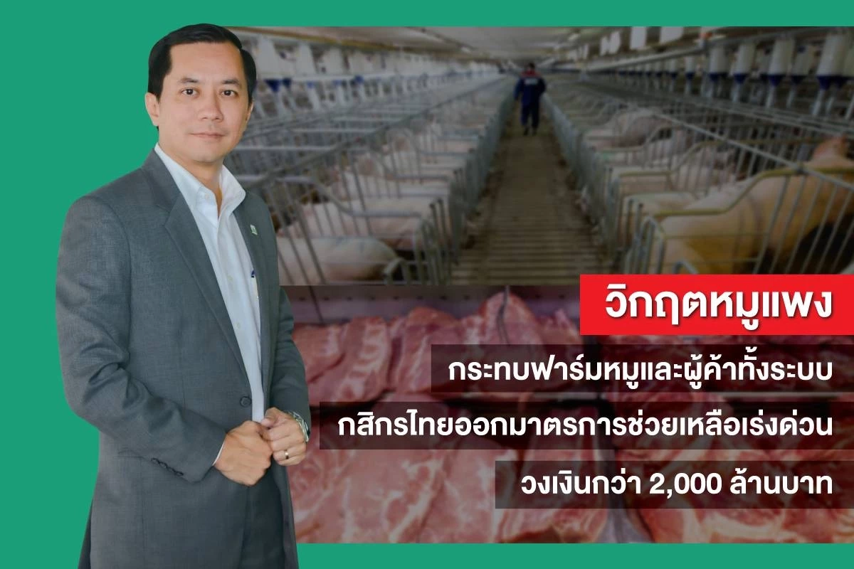 กสิกรไทย ออกสินเชื่อช่วยผู้ค้าหมูทั้งระบบ วงเงิน 2,000 ล้านบาท