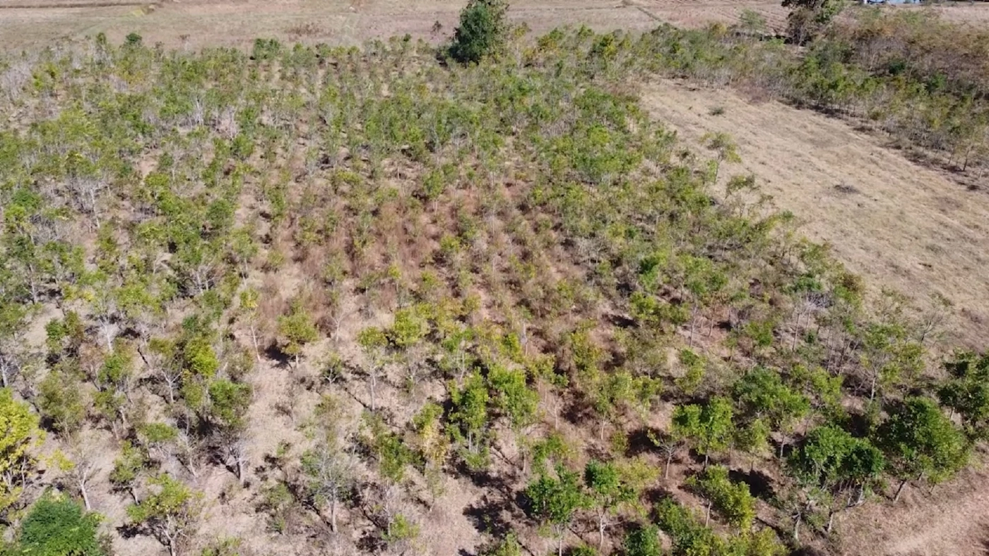 ‘แคนา‘ พลิกชีวิตชาวนาโคราช