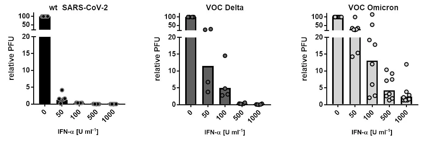 "ดร.อนันต์" นักไวรัสวิทยา อธิบายชัด ทำไมติดโอมิครอนแล้วติดไข้หวัดใหญ่ง่าย