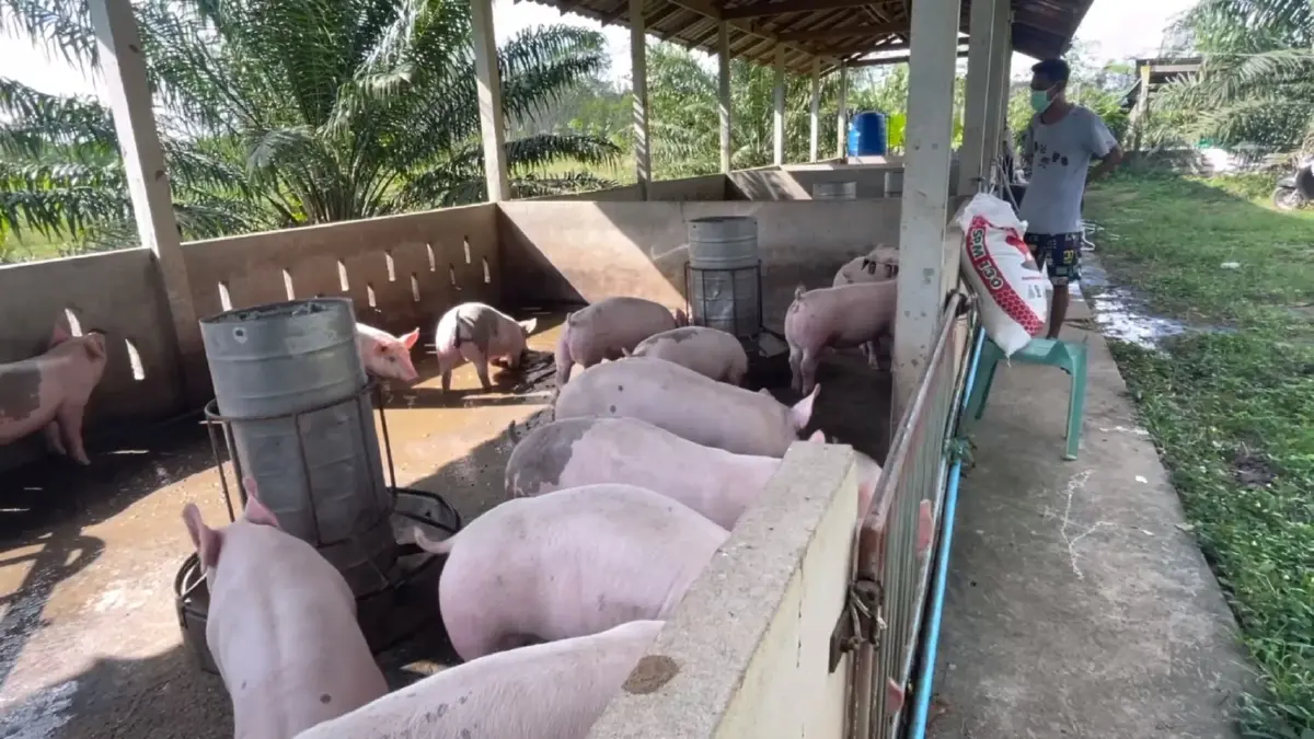 เกษตรกร แย่งซื้อลูกหมู ราคาพุ่งถึง 2,500 บาท ไม่พอขาย