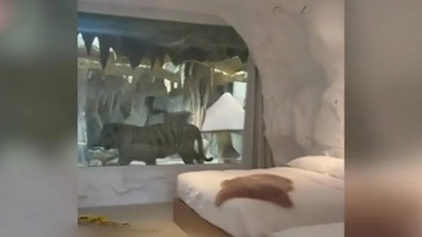 จีนสั่งปิดห้องพักโรงแรมนอนดูเสือโคร่งสีขาว