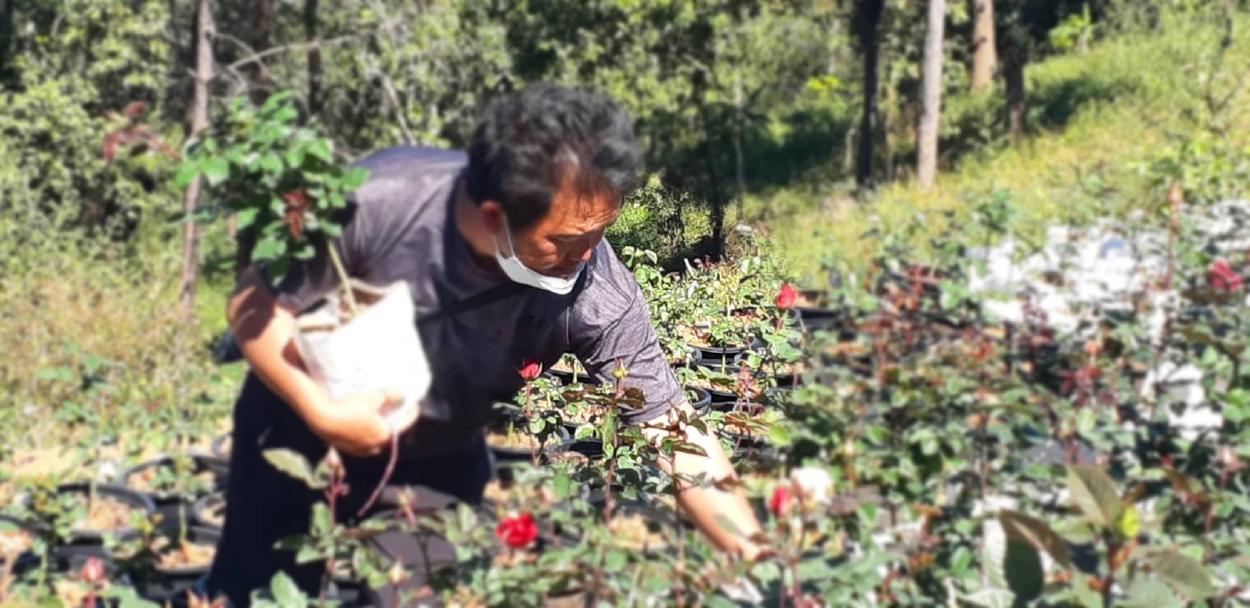 “กุหลาบถุงออนไลน์”ช่องทางทำเงินฝ่าวิกฤตโควิด