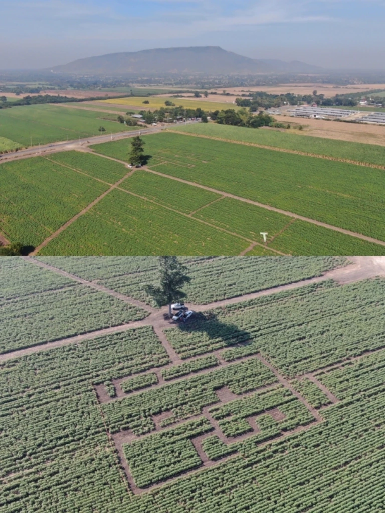 วันเด็กปีนี้ ชวนเที่ยวชมทุ่งทานตะวันจ.ลพบุรี ร่วมสนุกกับกิจกรรมสุดพิเศษ!