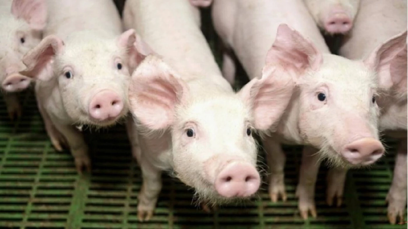 อุปนายกสมาคมผู้เลี้ยงสุกรแห่งชาติ คาดหมูแพงถึงกลางปี