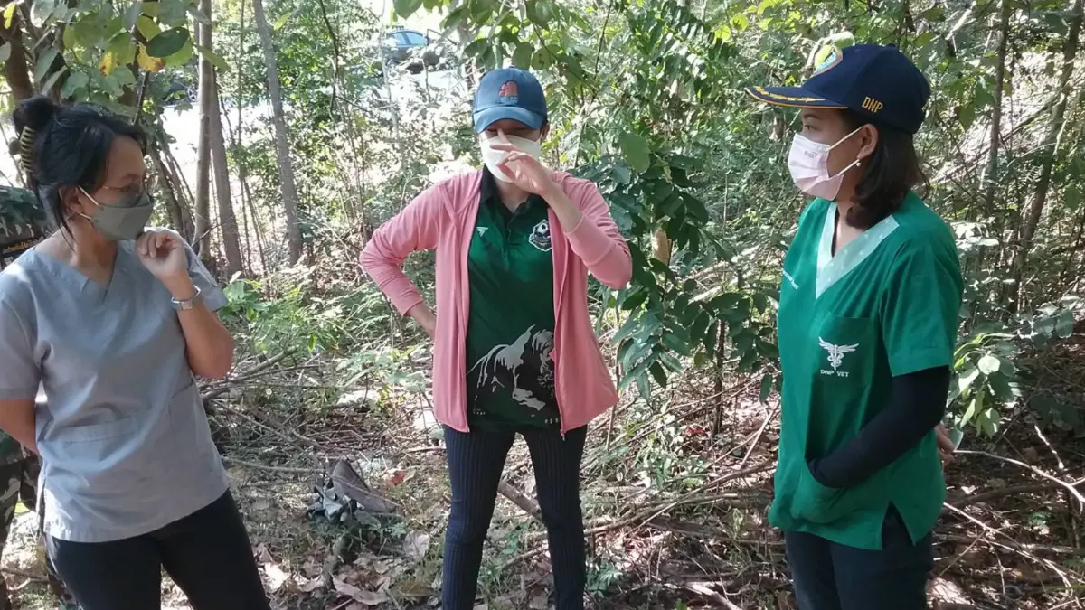 ทีมสัตวแพทย์​เร่งหาตัว "ช้างป่าสลักพระ" ถูกรถกระบะพุ่งชนบาดเจ็บจนขาหัก
