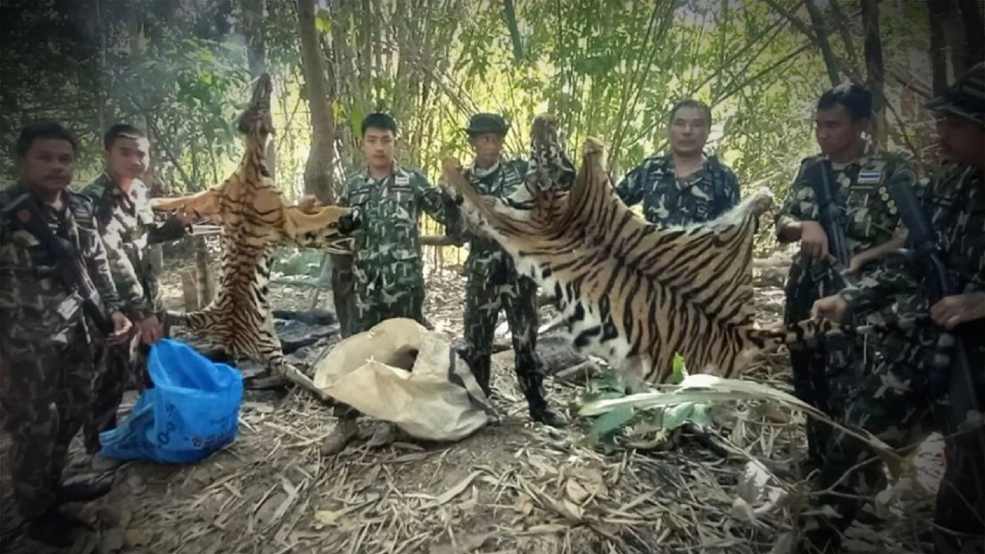 มอบตัวแล้ว พรานโหดยิงเสือโคร่ง แล่เนื้อถลกหนัง อ้างทำไปเพราะเสือกัดวัวตาย
