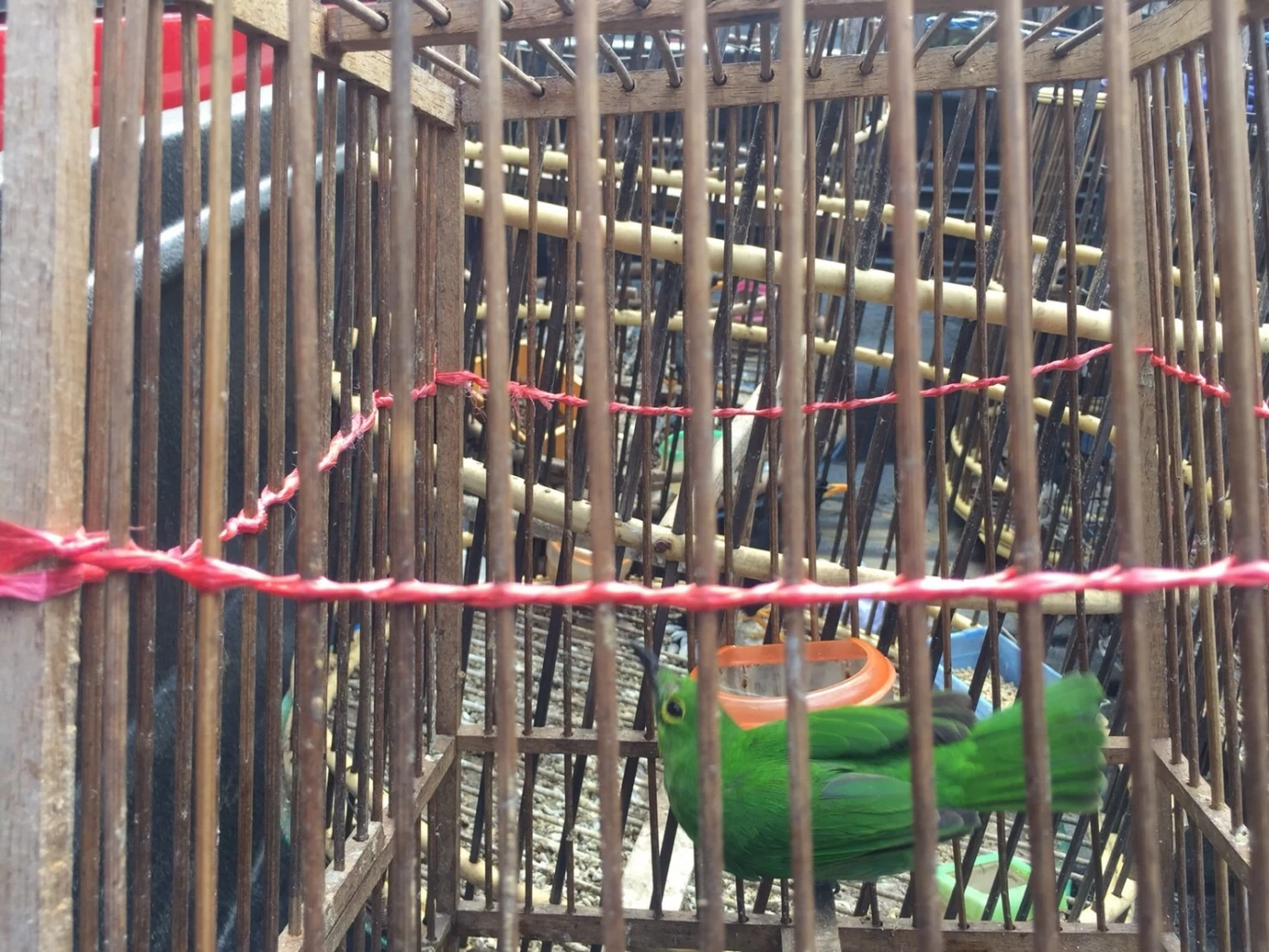 ตำรวจป่าไม้ รวบหนุ่มค้านกคุ้มครอง กว่า 11 ชนิด รวม 25 ตัว กลางตลาดเมืองยะลา