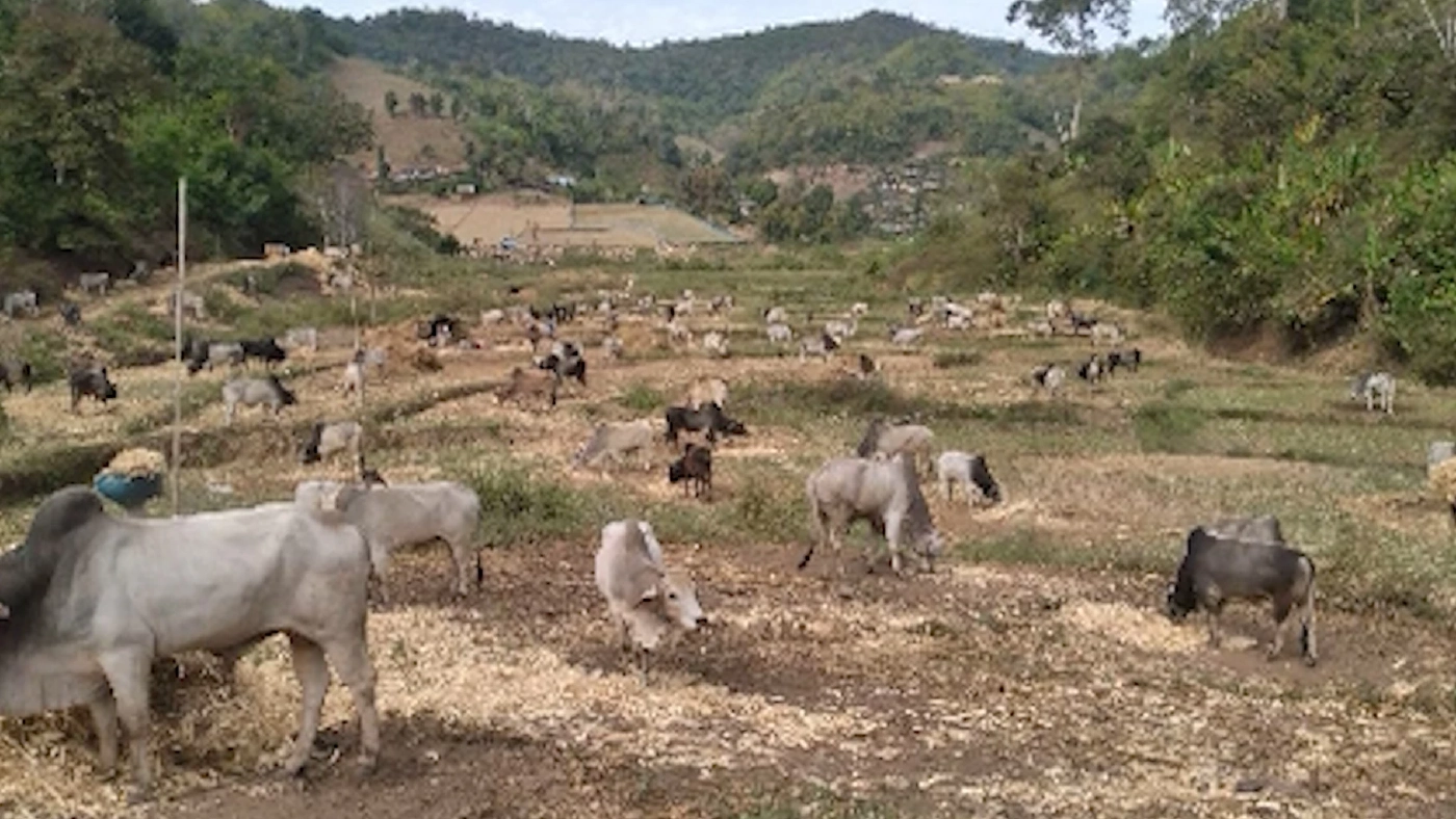 พ่อค้าลักลอบนำเข้า ‘โค-กระบือ‘ เมียนมา