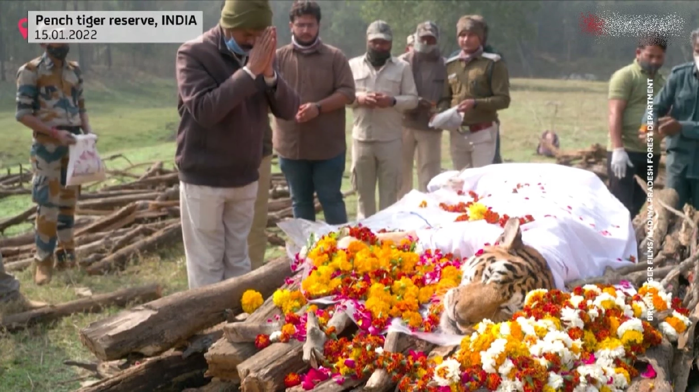 ชาวอินเดียอาลัยเสือโคร่ง "ซูเปอร์มัม"