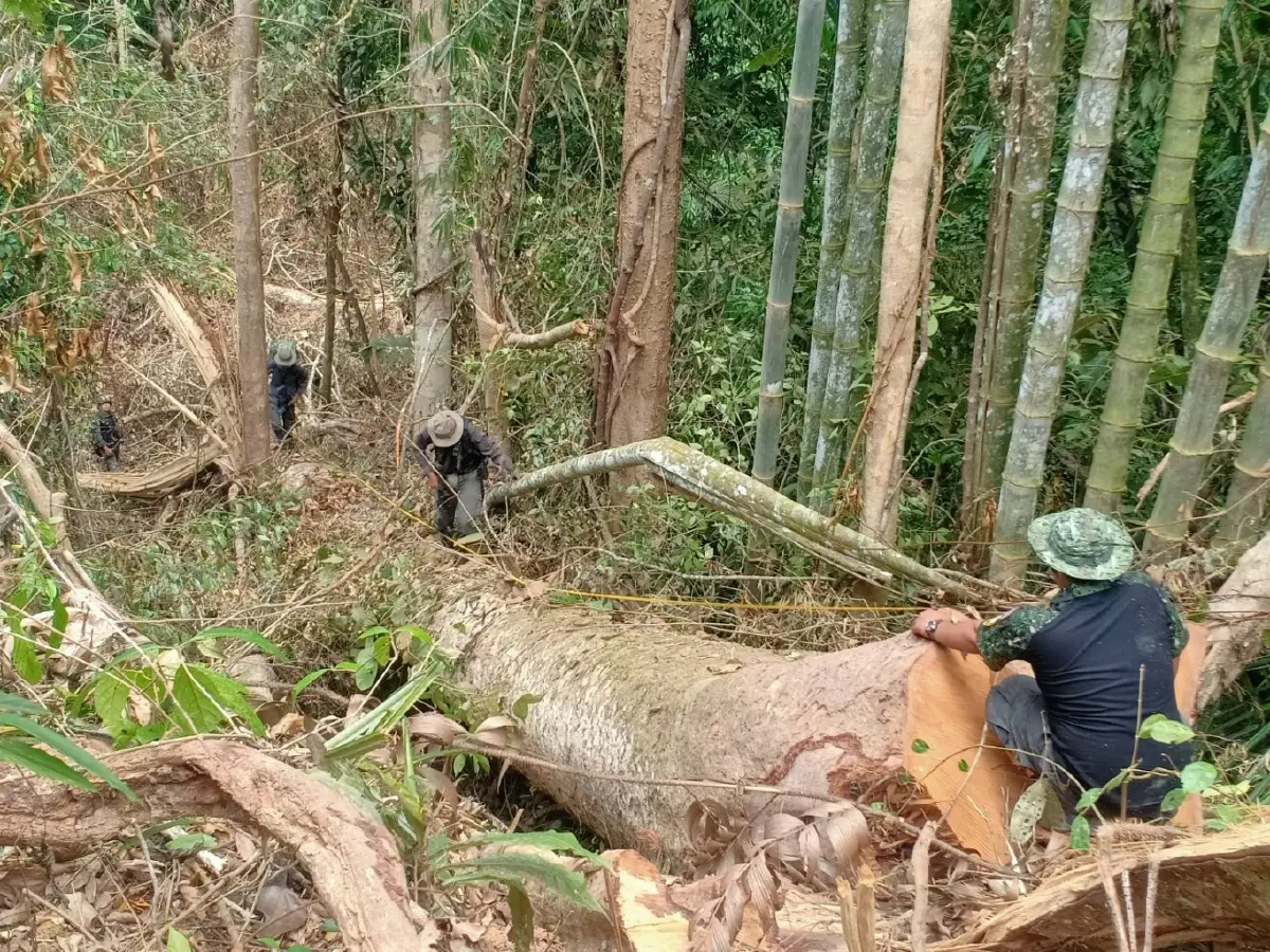ลักลอบโค่นป่าต้นน้ำแม่น้ำปัตตานี เหนือทะเลสาบเขื่อนบางลาง