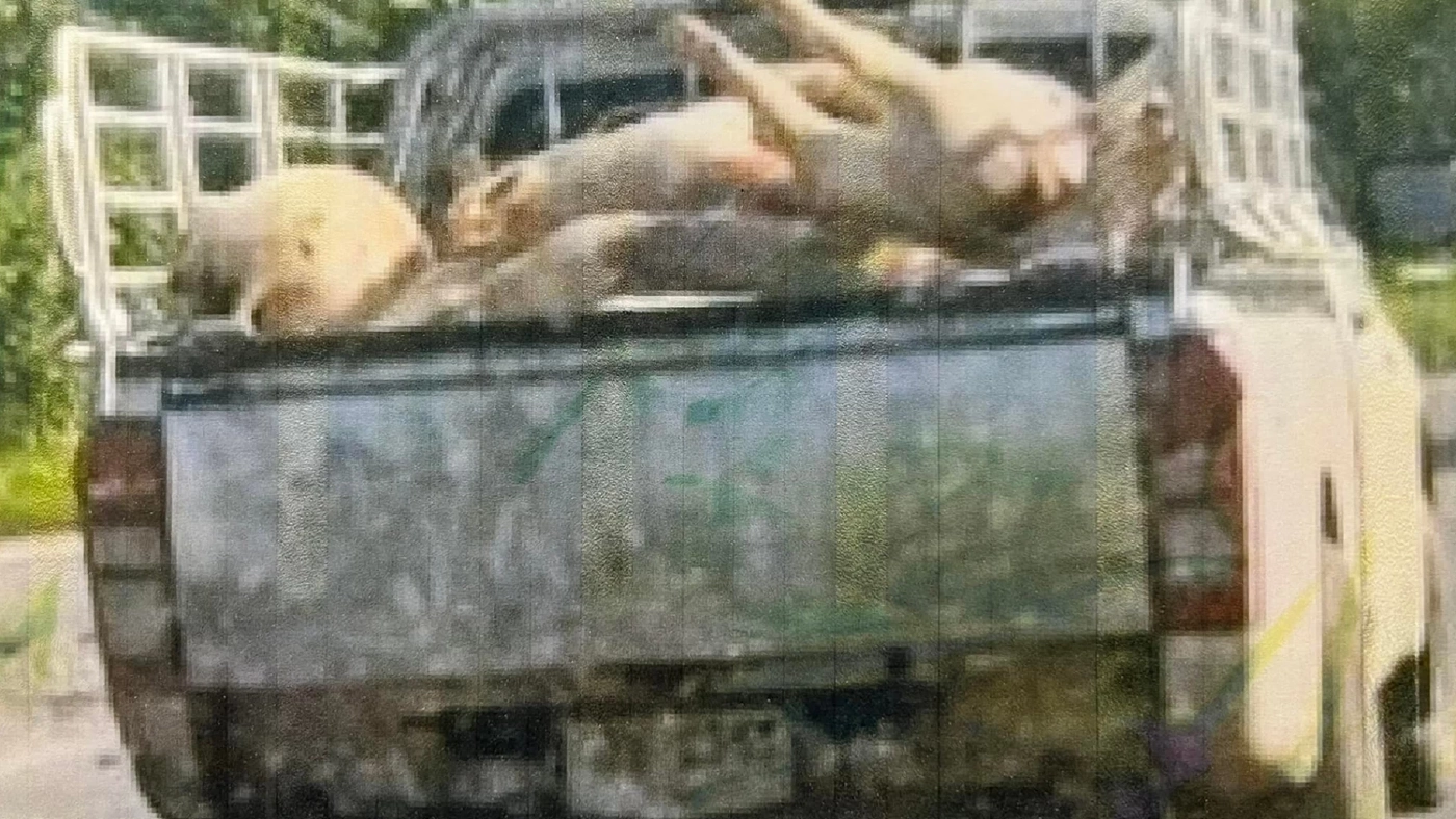 ฟ้องด้วยภาพ! ร้อง "ศรีสุวรรณ" เอาผิดปศุสัตว์ ปล่อยให้ขนหมูตายเกลื่อนเมือง