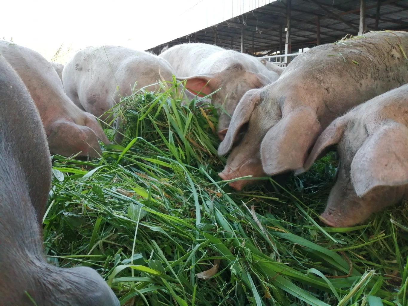 ทึ่ง! ฟาร์มหมูขุนอินทรีย์ระบบปิด รอดโรคระบาด ไม่ตายสักตัว