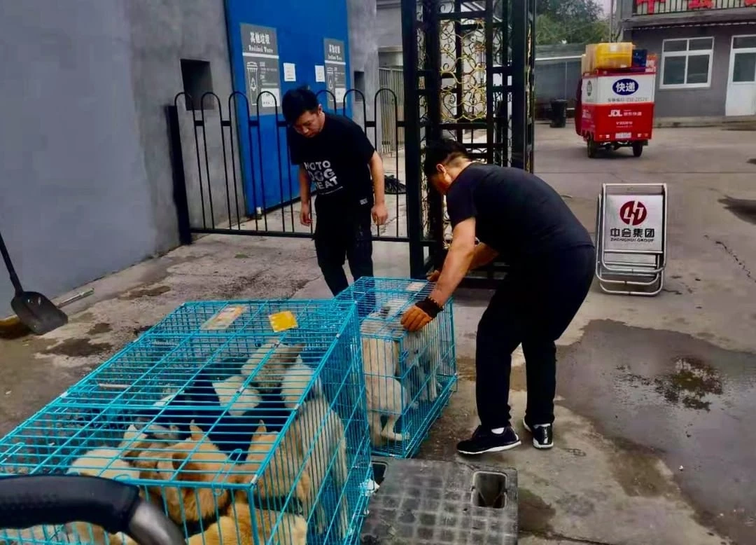 หมาจีน 22 ตัว รอดตายจากเทศกาลกินเนื้อสุนัข