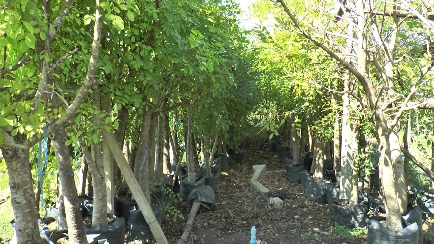 ‘แคนา‘ พลิกชีวิตชาวนาโคราช