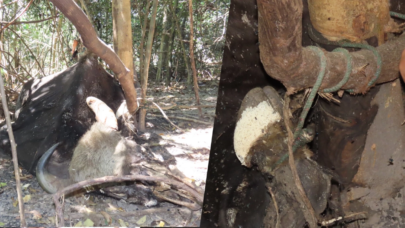 สลด! พบซากกระทิง ติดบ่วงแร้ว จนขาดใจตาย