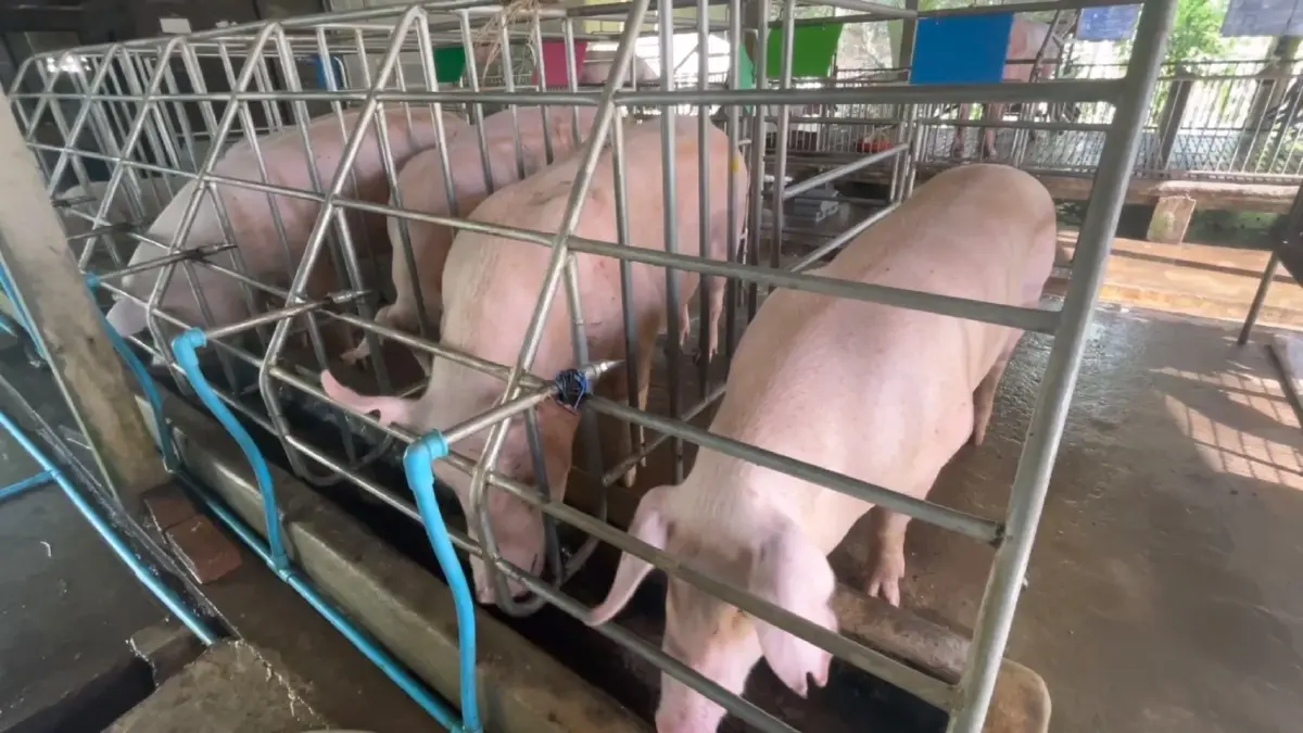 เกษตรกร แย่งซื้อลูกหมู ราคาพุ่งถึง 2,500 บาท ไม่พอขาย