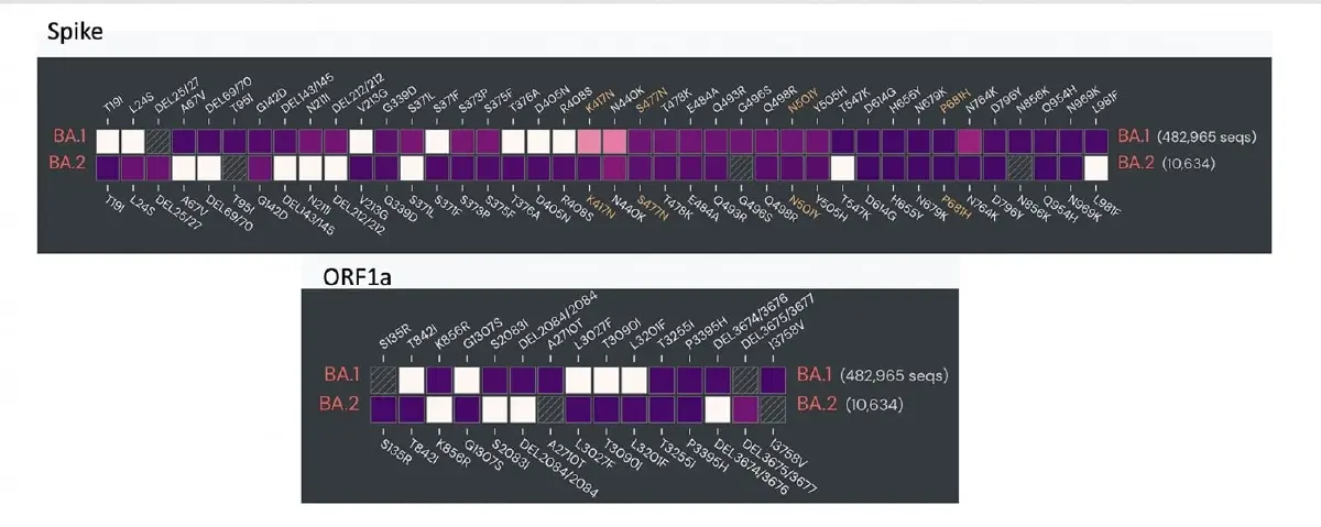 หมอธีระ เผยพบโควิดสายพันธุ์ "โอมิครอน BA.2" เริ่มระบาดทั่วโลกมากขึ้น