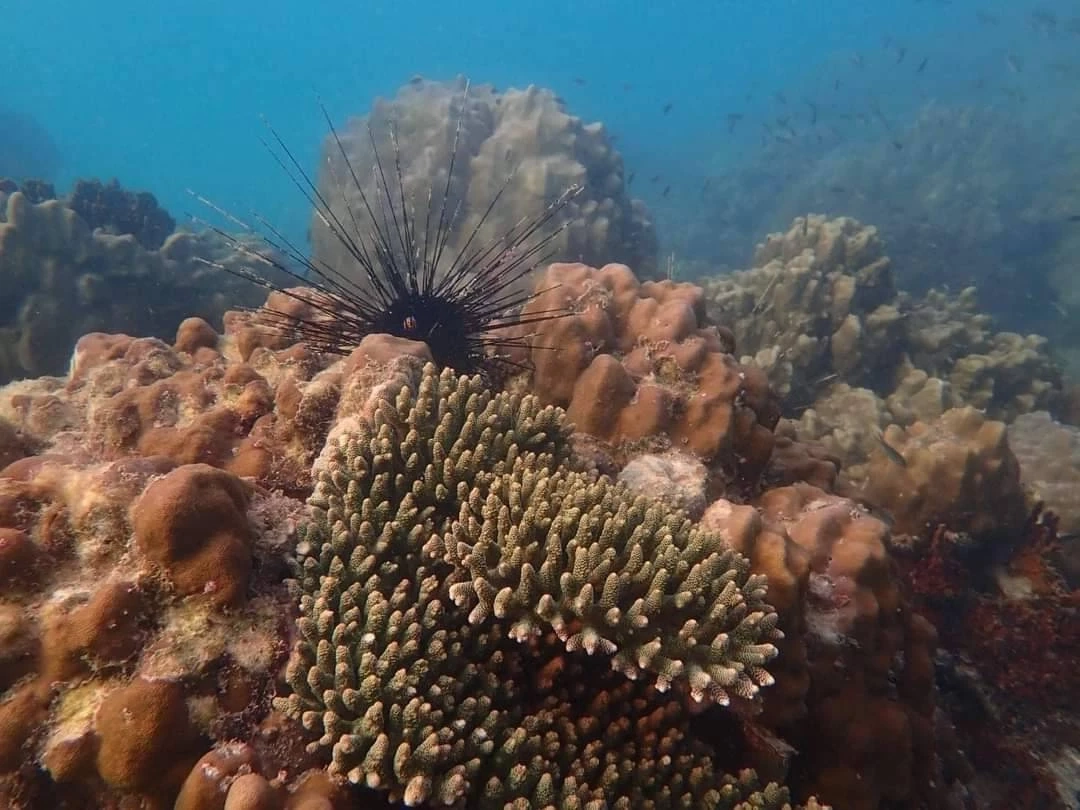 พื้นที่ใต้ทะเลรอบเกาะเสม็ดปลอดภัย ฉก.กร.642 ชี้  ไม่พบผลกระทบจากน้ำมันรั่ว