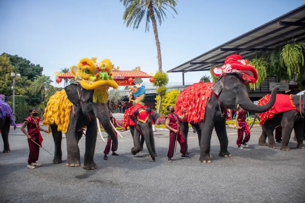 สวนนงนุชพัทยา จัดน้องช้างเชิดสิงโต ต้อนรับเทศกาลตรุษจีน
