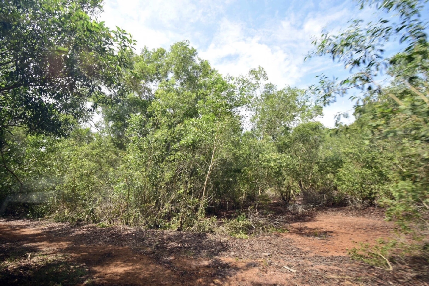 วช. ผนึก ม.หาดใหญ่ พลิกฟื้น “ป่าชายเลนทะเลสาบสงขลา” เสริมระบบนิเวศ