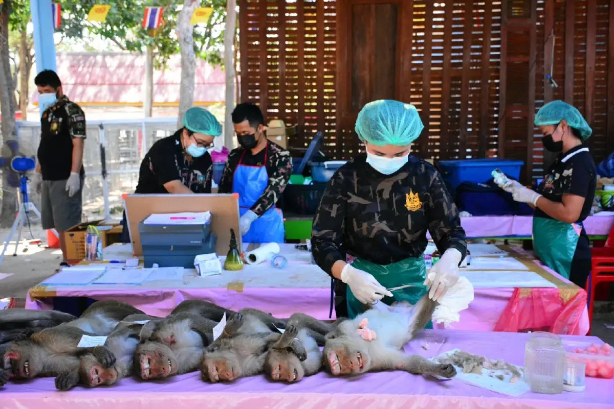 พบลิงแสมเผือกขณะจับลิงทำหมันควบคุมประชากร ที่วัดเขาพรหมชะแง้ อ.บ้านลาด