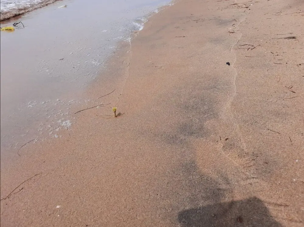 ผงะ! ผงดำเกลื่อนหาดทรายแก้ว เกาะเสม็ด ขณะที่ นทท. ยังเงียบเหงา