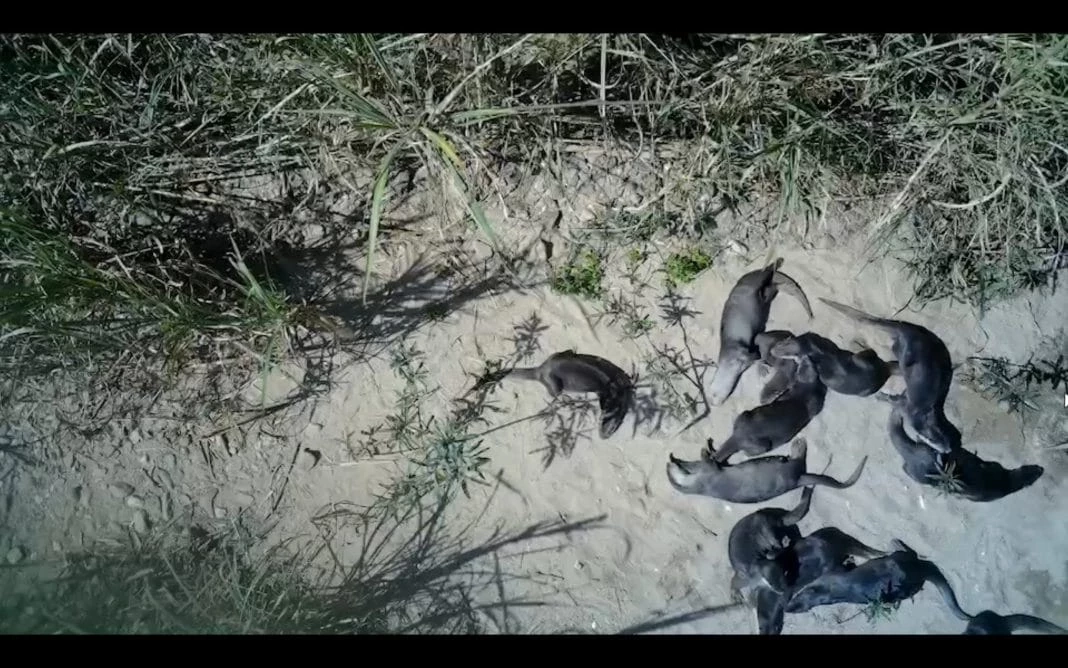 อุทยานฯ แก่งกระจานพบ "จระเข้น้ำจืด" ใกล้สูญพันธุ์