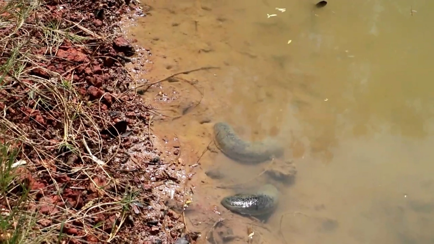 ปลิงทะเลตากแห้งราคาพุ่งกว่า 6 พันบาท/กก.