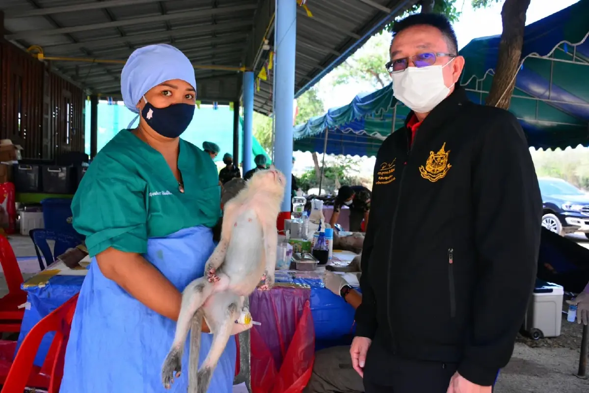 พบลิงแสมเผือกขณะจับลิงทำหมันควบคุมประชากร ที่วัดเขาพรหมชะแง้ อ.บ้านลาด