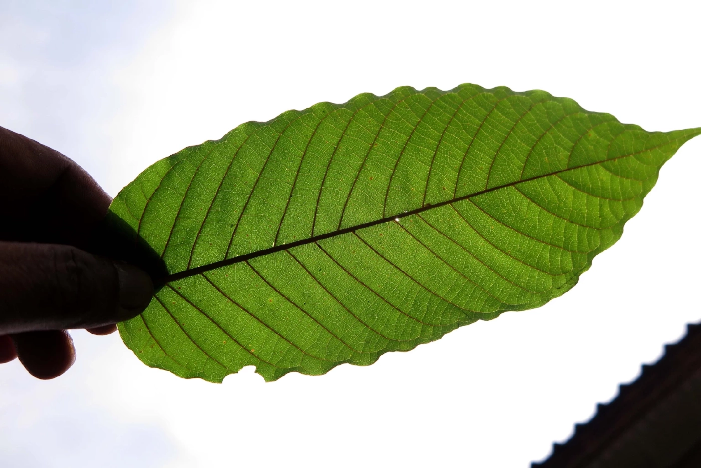 "กรมการแพทย์" ออกโรงเตือนชาว “พลังใบ”  ห้ามกิน "กระท่อม” เกินวันละ 5 ใบ