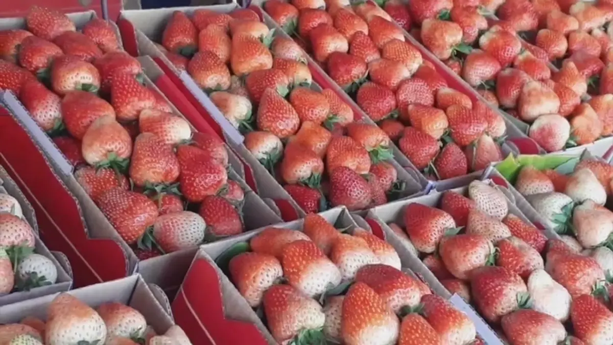 'สตรอว์เบอร์รี' สะเมิง โกยเงินกว่า 360 ล้าน