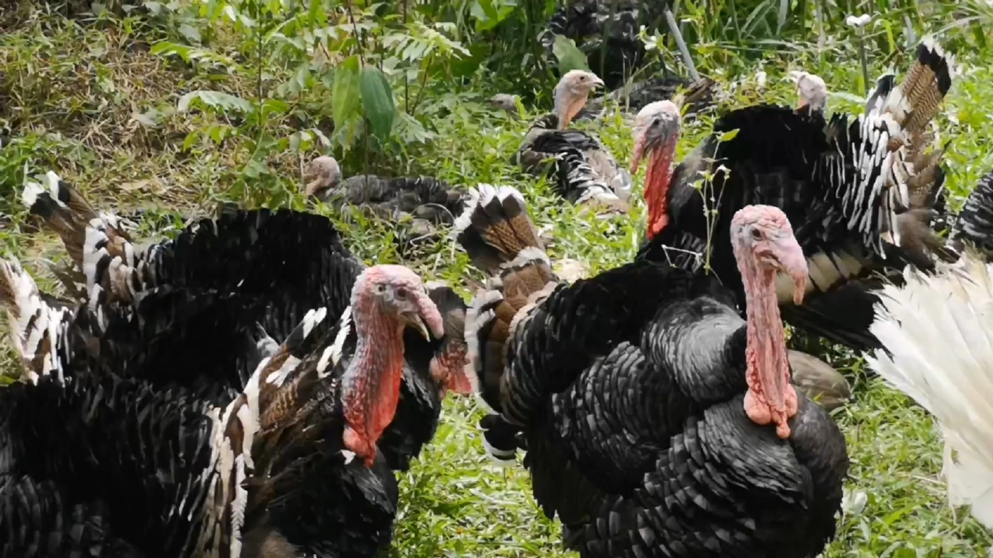 เลี้ยง 'ไก่งวงไก่สวยงาม' ทำเงิน 3 หมื่น/เดือน