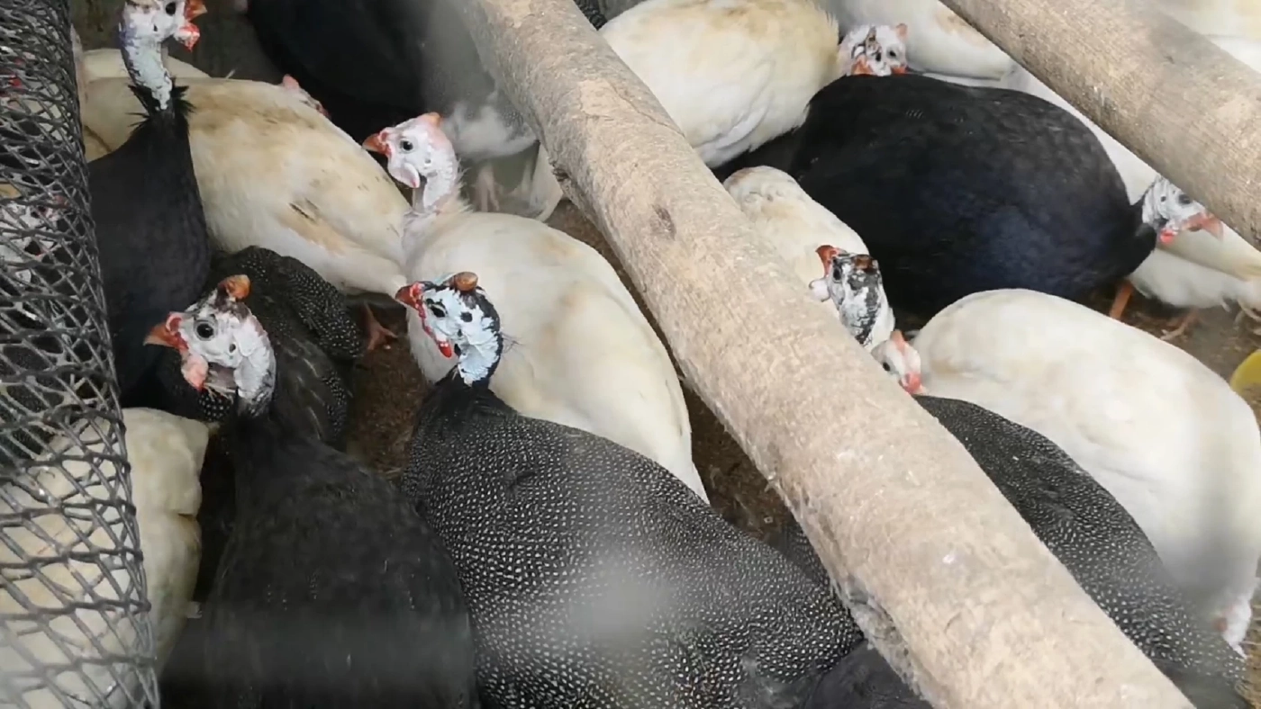 เลี้ยง 'ไก่งวงไก่สวยงาม' ทำเงิน 3 หมื่น/เดือน