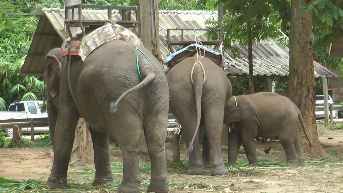 กมธ.ท่องเที่ยวรับฟังปัญหาปางช้าง-คุ้มเสือรับผลกระทบโควิด