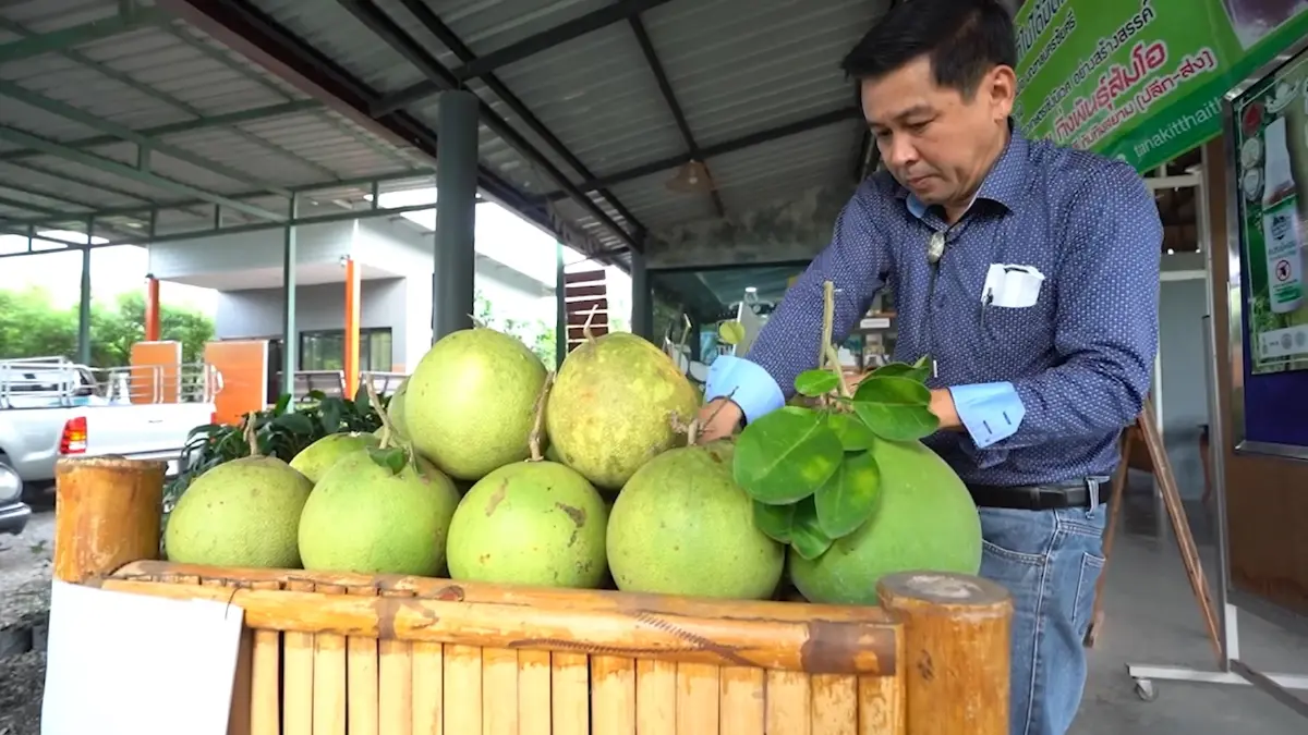 ส้มโอนครปฐมออเดอร์ทะลักหลังสหรัฐปลดล็อก