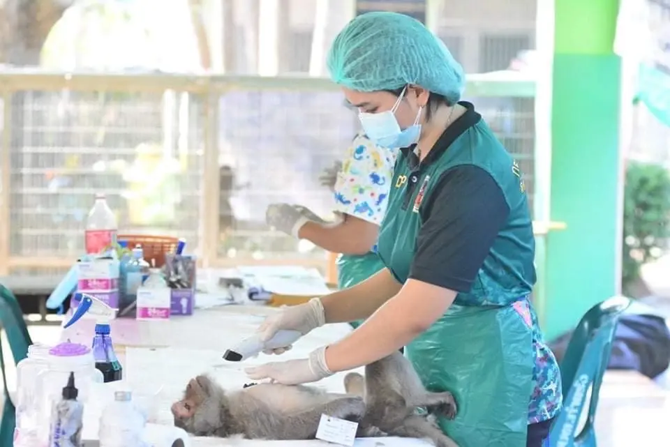 เพชรบุรีควบคุมประชากรลิงแสม ลดผลกระทบท่องเที่ยว ป้องกันแพร่โรคสู่คน