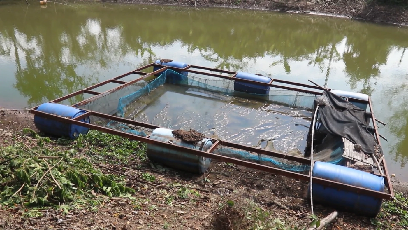 ผวาภัยแล้ง! เกษตรกรหยุดเลี้ยงปลาในกระชัง